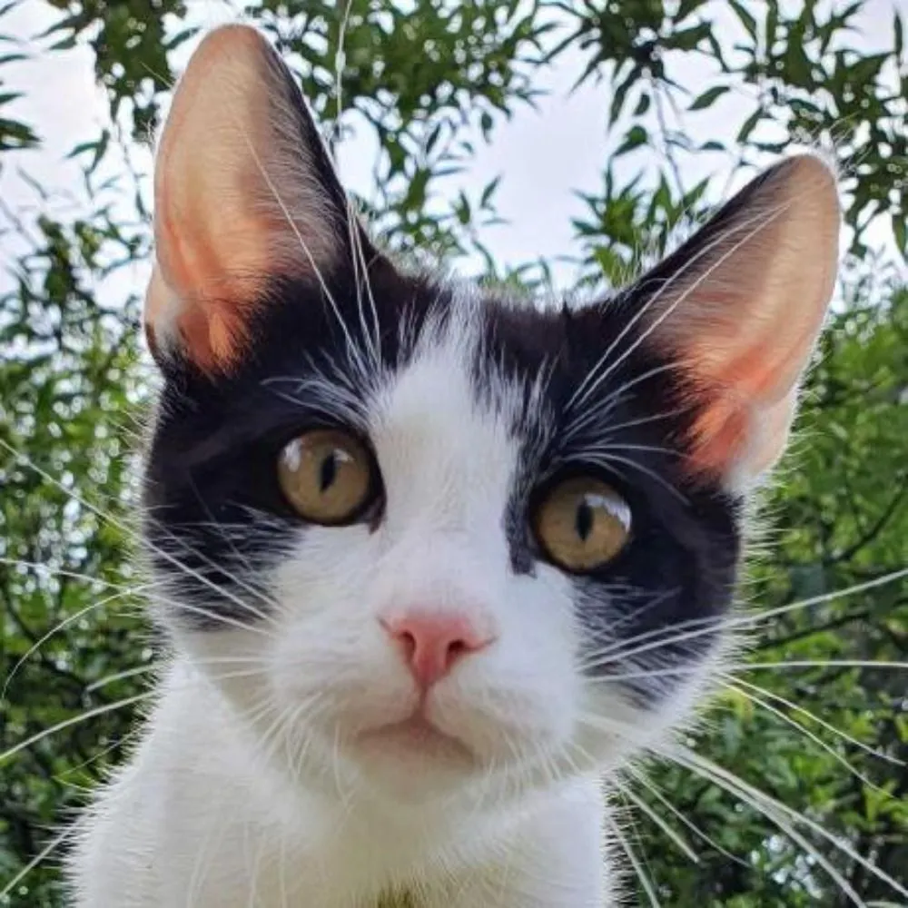 Matias Capeletto's avatar