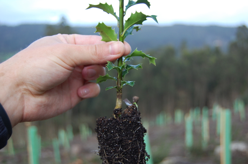 Reforestation project photos